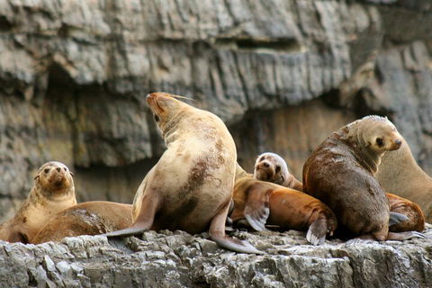 Tasman Island Cruises And Port Arthur Historic Site Day Tour From Hobart - Accommodation Burleigh 1