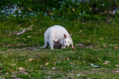 Bruny Island Traveller - Gourmet Tasting And Sightseeing Day Trip From Hobart - Accommodation Burleigh 3