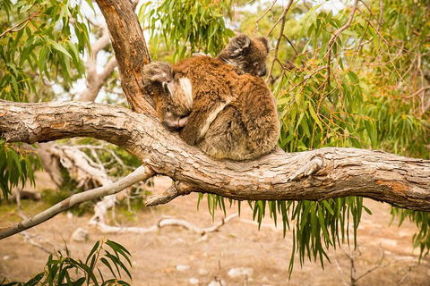 10 Day Perth To Adelaide Private Tour - The Great Australian Wilderness Journey - Accommodation Burleigh 4