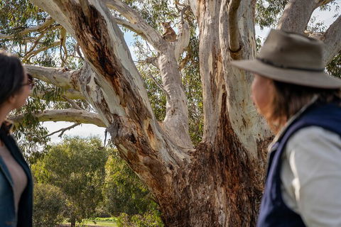Full Day Flinders Chase Tour From Kangaroo Island - Accommodation Burleigh 5