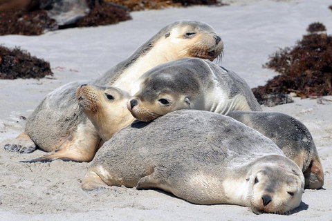 Small-Group Kangaroo Island 4WD Tour From Adelaide - Accommodation Burleigh 1