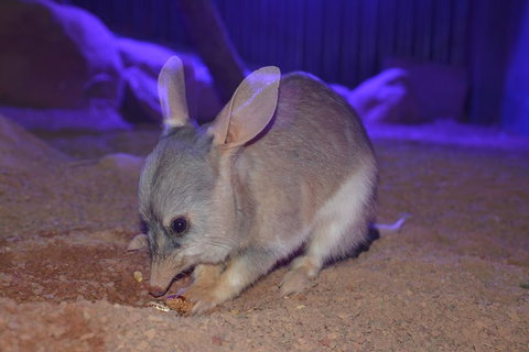 Kuranda Wildlife Experience Three Attraction Pass - Accommodation Burleigh 0
