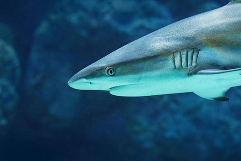 Cairns Aquarium Dive With The Sharks - Accommodation Burleigh 5
