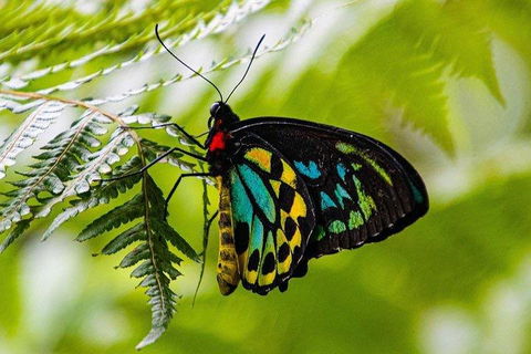Private Daintree And Cape Tribulation Tour From Port Douglas - Accommodation Burleigh 2