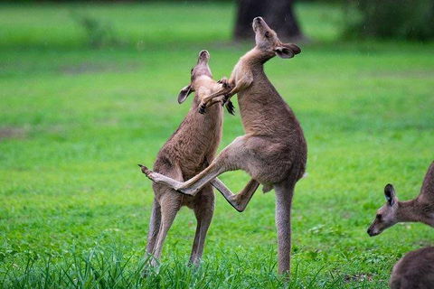 Private Daintree And Cape Tribulation Tour From Port Douglas - Accommodation Burleigh 4