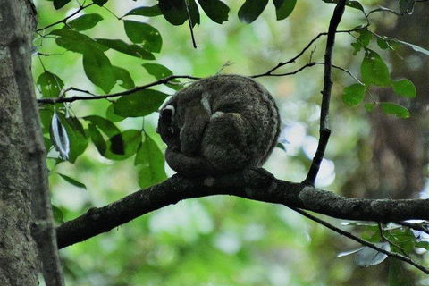 Private Daintree And Cape Tribulation Tour From Port Douglas - Accommodation Burleigh 5
