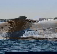 Sydney Whale-Watching Cruise Including Lunch or Breakfast - Accommodation Burleigh