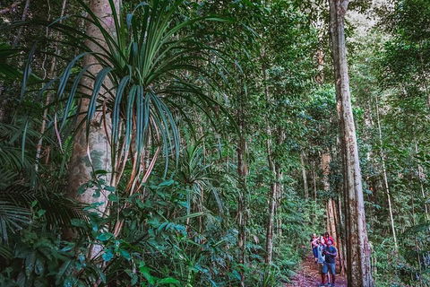 Atherton Tablelands Rain Forest By Night From Cairns - Accommodation Burleigh 0