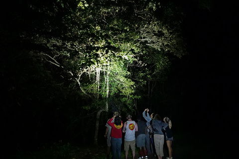 Atherton Tablelands Rain Forest By Night From Cairns - Accommodation Burleigh 2