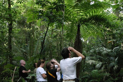 Atherton Tablelands Rain Forest By Night From Cairns - Accommodation Burleigh 3