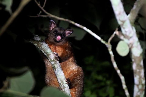 Atherton Tablelands Rain Forest By Night From Cairns - Accommodation Burleigh 4