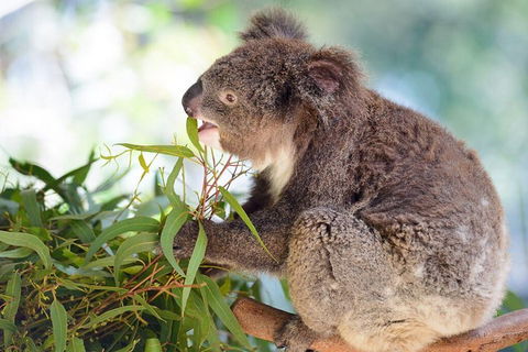 Blue Mountains Private Tour With Kangaroos & Koala Encounter - Accommodation Burleigh 0