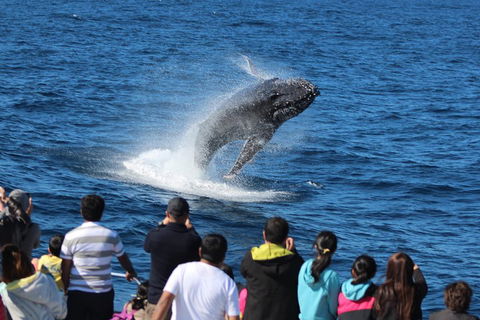 Tangalooma Island Resort Whale Watching Day Cruise - Accommodation Burleigh 0