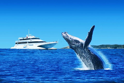 Tangalooma Island Resort Whale Watching Day Cruise With Dolphin Viewing - Accommodation Burleigh 2