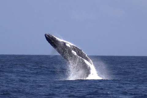 Tangalooma Island Resort Whale Watching Day Cruise With Dolphin Viewing - Accommodation Burleigh 4