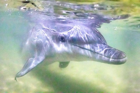 Tangalooma Island Resort Whale Watching Day Cruise With Dolphin Feeding - Accommodation Burleigh 0