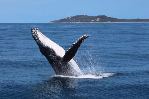 Tangalooma Island Resort Whale Watching Day Cruise With Dolphin Feeding - Accommodation Burleigh 3