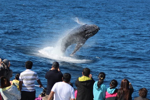 Tangalooma Island Resort Whale Watching Day Cruise With Dolphin Feeding - Accommodation Burleigh 5