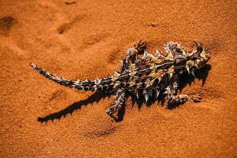 4-Day Coastal Loop Via Monkey Mia Wild Dolphins Kalbarri Pinnacles Perth Return - Accommodation Burleigh 5