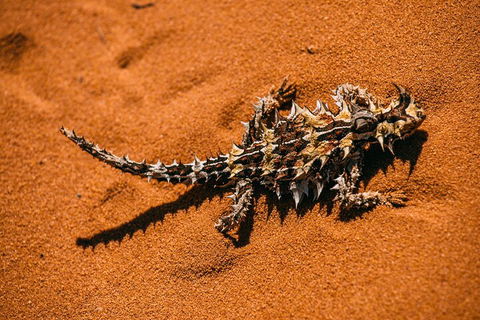 Pinnacles Sunset Dinner And Stargazing Experience A Small Group Tour - Accommodation Burleigh 5