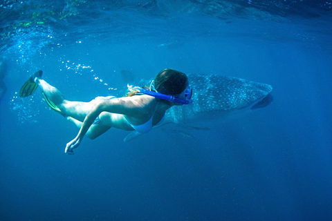 6-Day Coral Coaster From Perth To Exmouth One-Way Via Monkey Mia Ningaloo Reef - Accommodation Burleigh 3