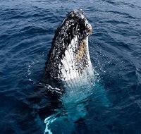 Phillip Island Whale Watching Tour