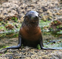 Phillip Island Seal-Watching Cruise