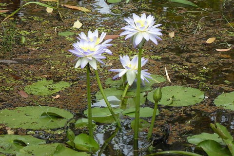 Yellow Water Cruise - Kakadu - Accommodation Burleigh 0