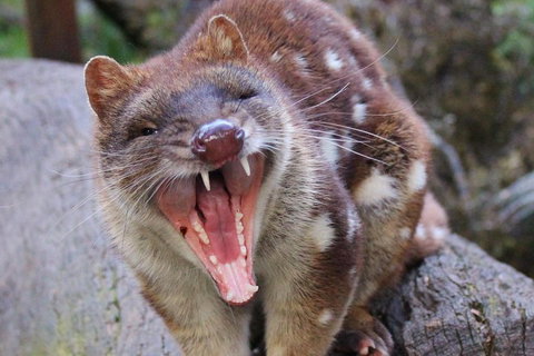 After Dark Tasmanian Devil Feeding Tour At Cradle Mountain - Accommodation Burleigh 0