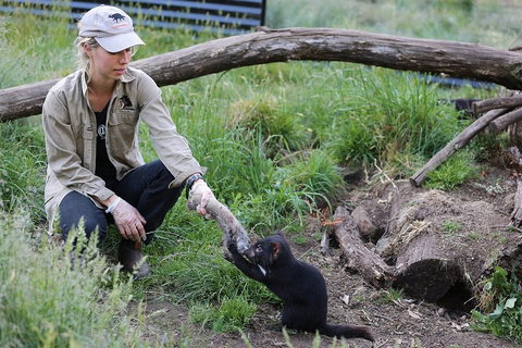 After Dark Tasmanian Devil Feeding Tour At Cradle Mountain - Accommodation Burleigh 1