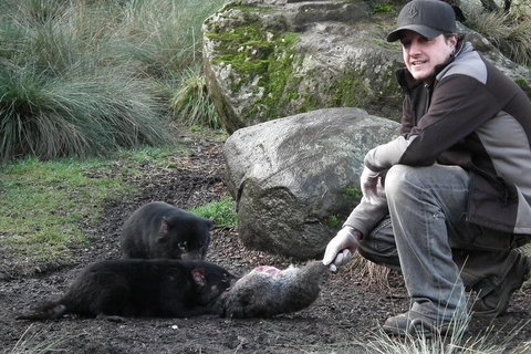 After Dark Tasmanian Devil Feeding Tour At Cradle Mountain - Accommodation Burleigh 2