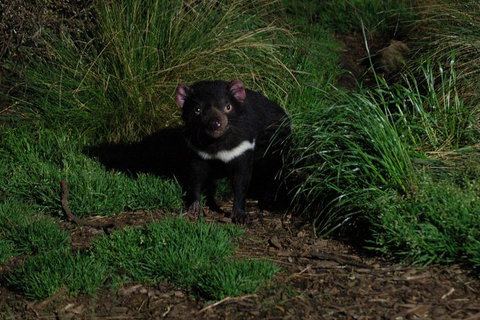 After Dark Tasmanian Devil Feeding Tour At Cradle Mountain - Accommodation Burleigh 4