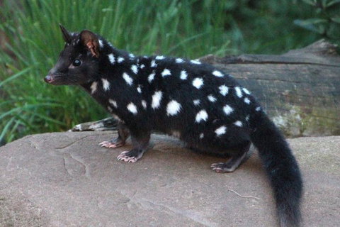 After Dark Tasmanian Devil Feeding Tour At Cradle Mountain - Accommodation Burleigh 5