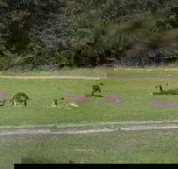 Yanchep  Lancelin - Wildlife Cave And Sands - Accommodation Burleigh