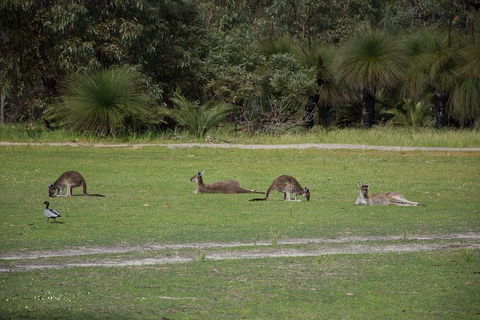 Yanchep & Lancelin - Wildlife, Cave And Sands - Accommodation Burleigh 0