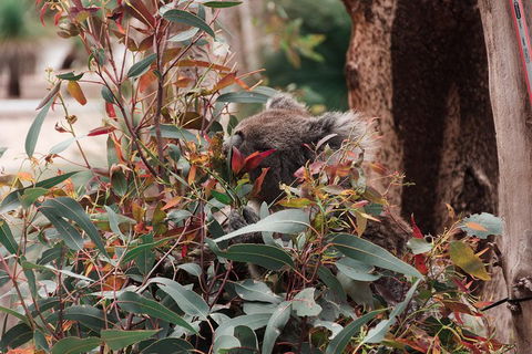 Yanchep & Lancelin - Wildlife, Cave And Sands - Accommodation Burleigh 1