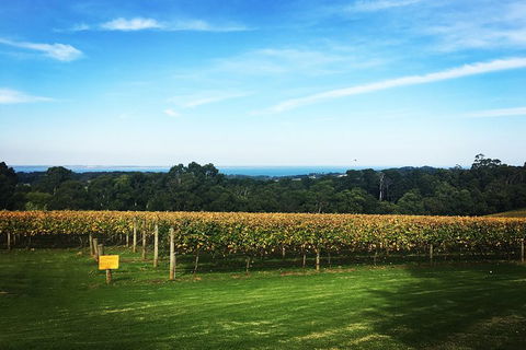Yarra Valley Private Car Winery Tour And Chocolate.1-7 Passengers One Car Price - Accommodation Burleigh 0