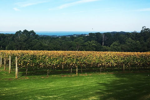 Yarra Valley Wine Tour Inc Lunch With A Glass Of Wine, Tastings And Chocolate - Accommodation Burleigh 2
