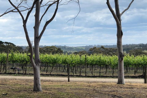 Yarra Valley Wine Tour Inc Lunch With A Glass Of Wine, Tastings And Chocolate - Accommodation Burleigh 3