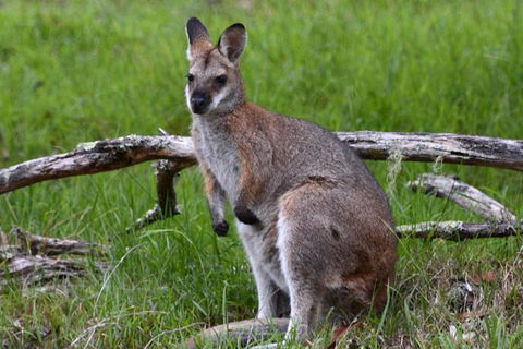 Ultimate Blue Mountains And Wildlife Tour - Accommodation Burleigh 0