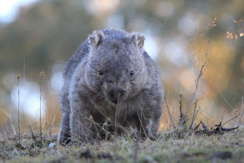 Ultimate Blue Mountains And Wildlife Tour - Accommodation Burleigh 3
