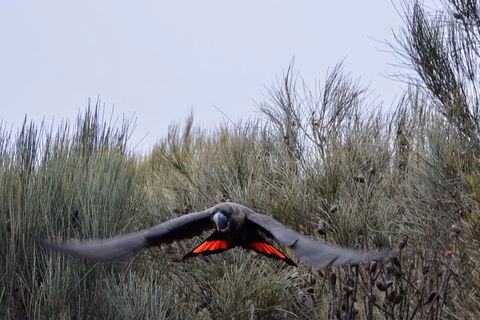 Ultimate Blue Mountains And Wildlife Tour - Accommodation Burleigh 5