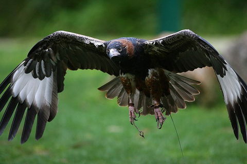 Yarra Valley Wildlife & Wine Day Tour From Melbourne With Healesville Sanctuary - Accommodation Burleigh 1