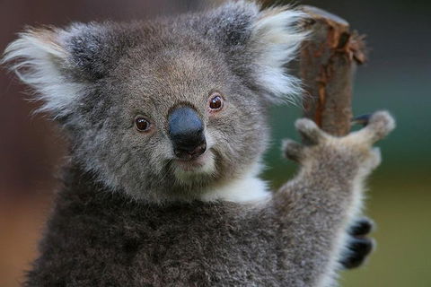 Yarra Valley Wildlife & Wine Day Tour From Melbourne With Healesville Sanctuary - Accommodation Burleigh 2