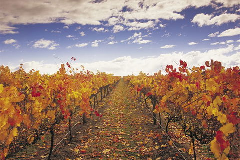 Yarra Valley Wildlife & Wine Day Tour From Melbourne With Healesville Sanctuary - Accommodation Burleigh 5