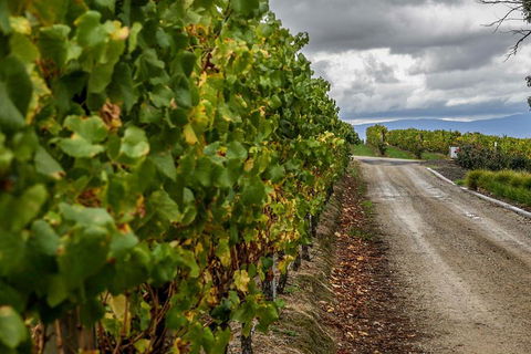 Yarra Valley Public Winery Tours - Accommodation Burleigh 2