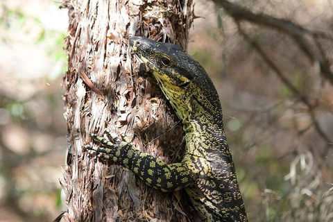 Byron Bay Combo: Hinterland Tour Including Minyon Falls And Kayaking With Dolphins - Accommodation Burleigh 0