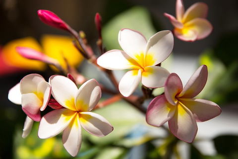 Byron Bay Combo: Hinterland Tour Including Minyon Falls And Kayaking With Dolphins - Accommodation Burleigh 1