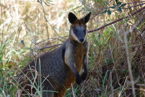 Byron Bay Combo: Hinterland Tour Including Minyon Falls And Kayaking With Dolphins - Accommodation Burleigh 2