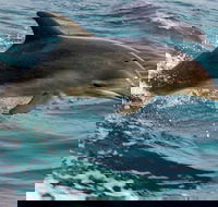 1.5HR Mudjimba Island Wildlife Safari - Accommodation Burleigh